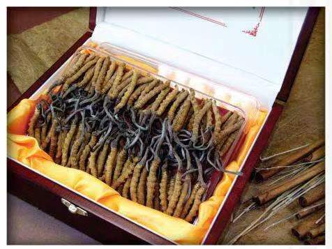 修文冬虫夏草回收